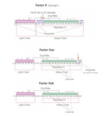 Фактор X, активированный (Ха) из водного раствора глицерина бычьей плазмы Sigma F9302